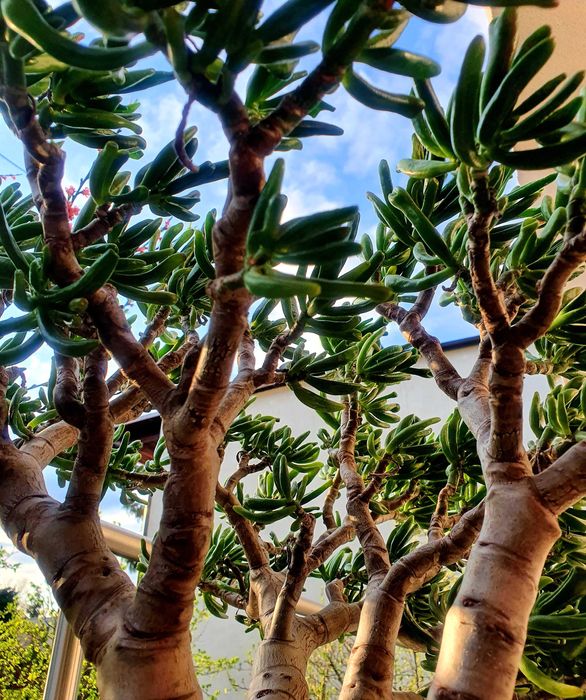 drzewko cytryny 15 lat