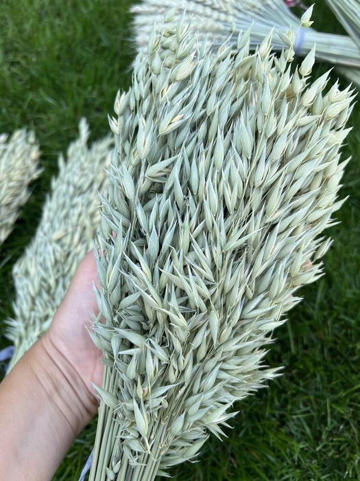 Сухрцвіти, льон, жито, пшениця, овес, фаляріс, нігела, просо