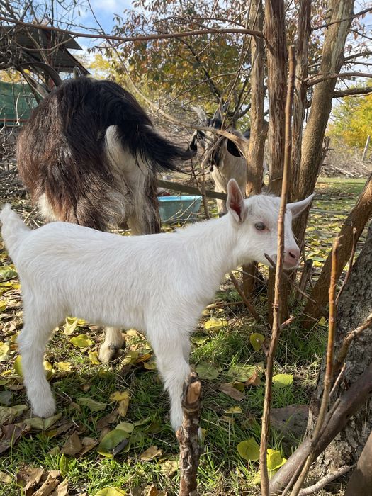 Продам стадо коз