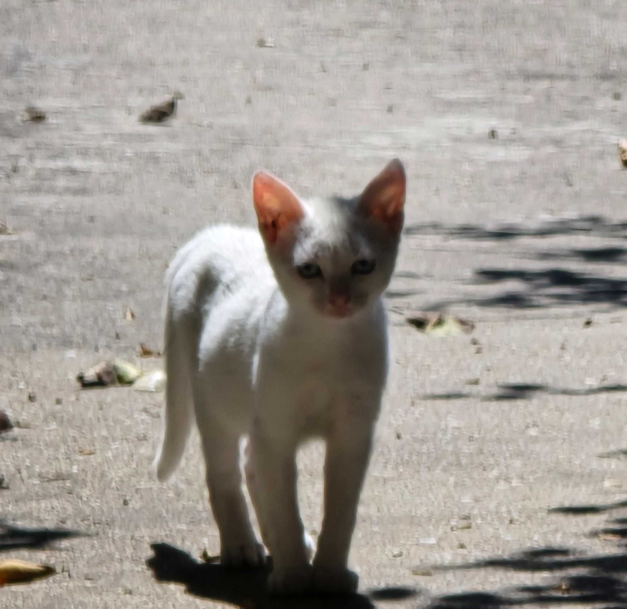 Gatos para doar!