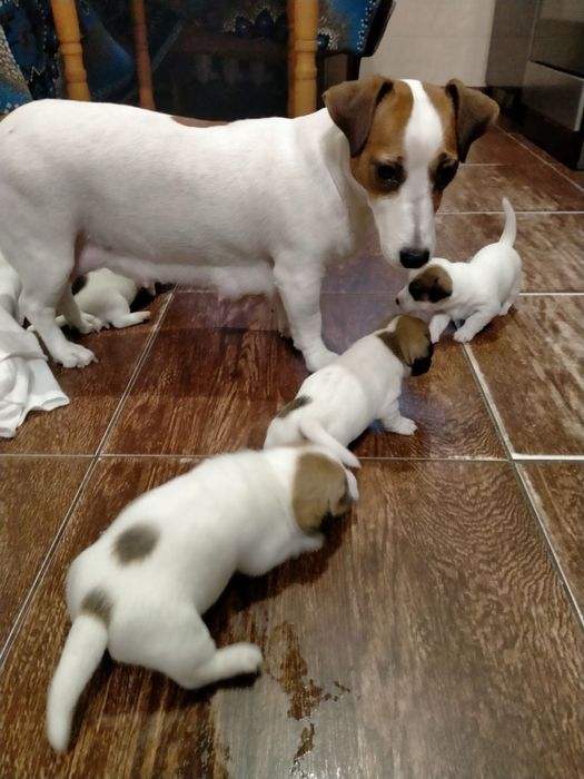 Продаю собачок джек расел