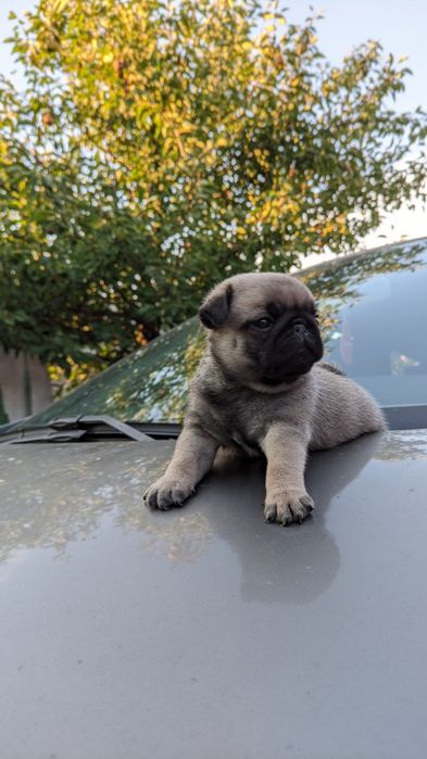 Щенок мопс 2 месяца