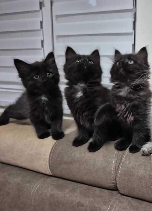 OSTATNI Czarny Syberyjski Kocurek rodowód FPL