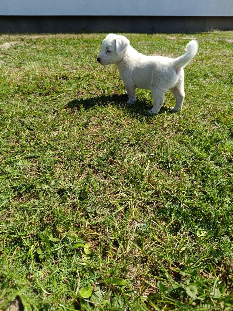 Jacek Russell Terrier