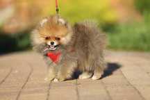 Szpic Miniaturowy Pomeranian - piesek