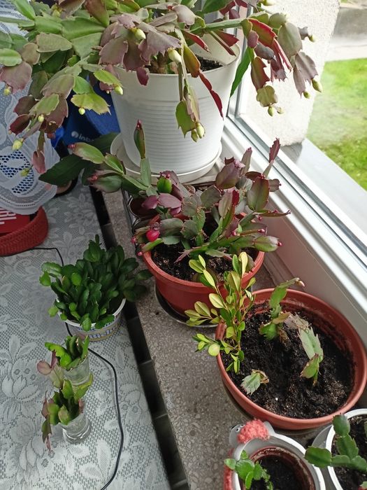 Kaktusy schlumbergera grudniki, wielkanocniki pędy, epiphyllum biały
