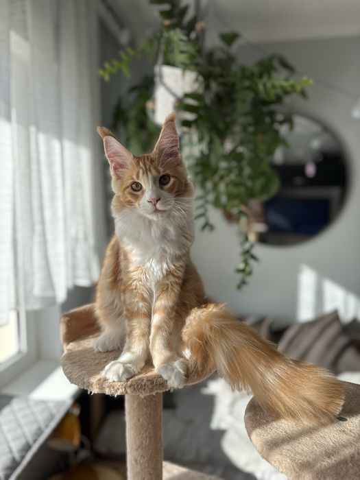 Kocurek Maine coon -adopcja płatna