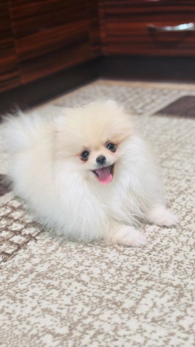 Дівчинка мінічка померанський шпіц