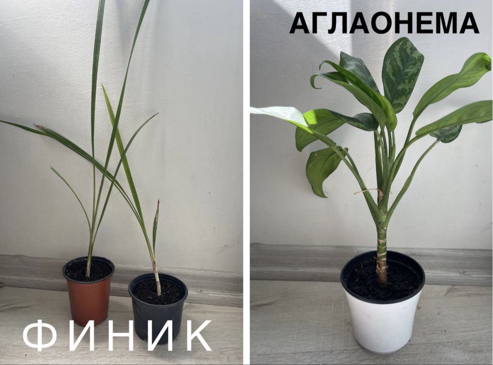 Эхмея, Юкка, гузмания , аглаонема и др