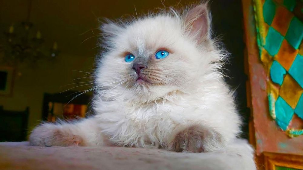 Ragdoll WCF/PZF.PROFESJONALNA hodowla, badania Genetyczne X..2025