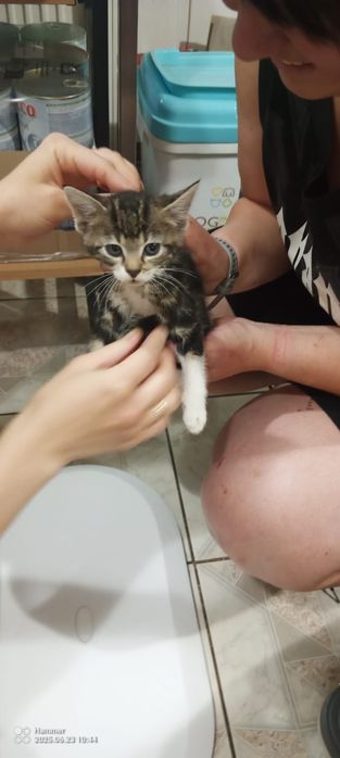 Małe kotki kociaki ze schroniska do adopcji