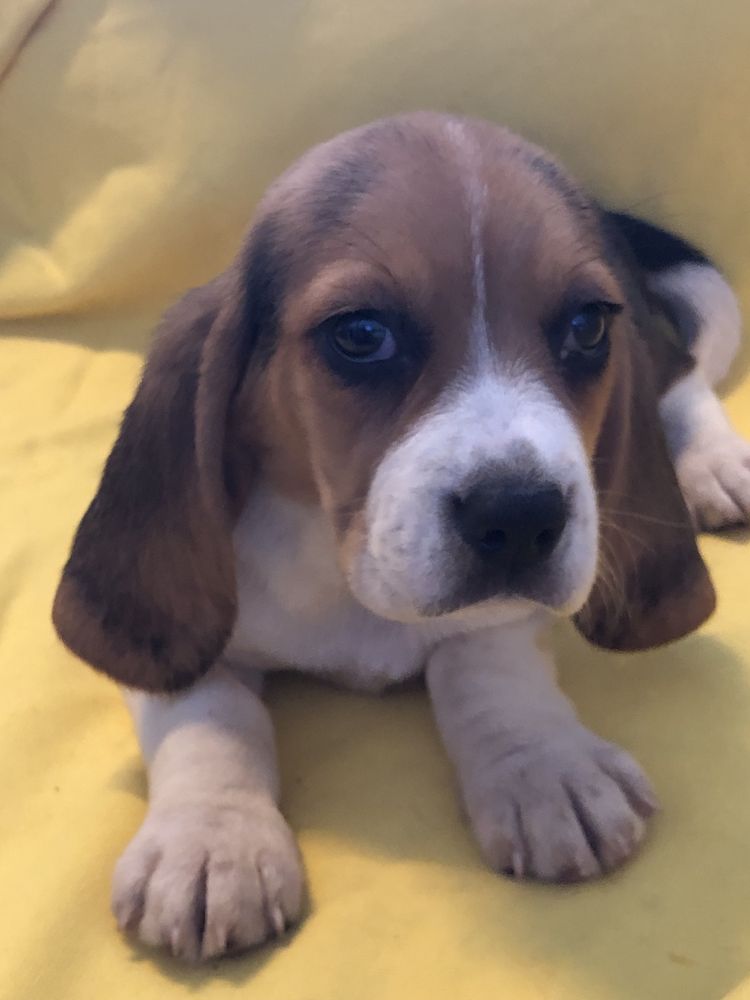 Beagle femea. com dois meses. Pronto para entrega