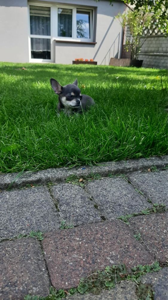 Sprzadam piekną chihuahua Niebieska - Dziewczynka