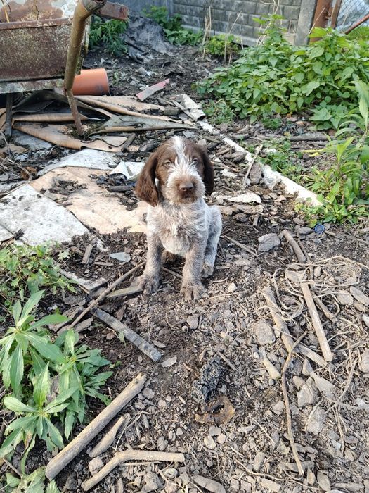 Wyżeł niemiecki szorstkowłosy
