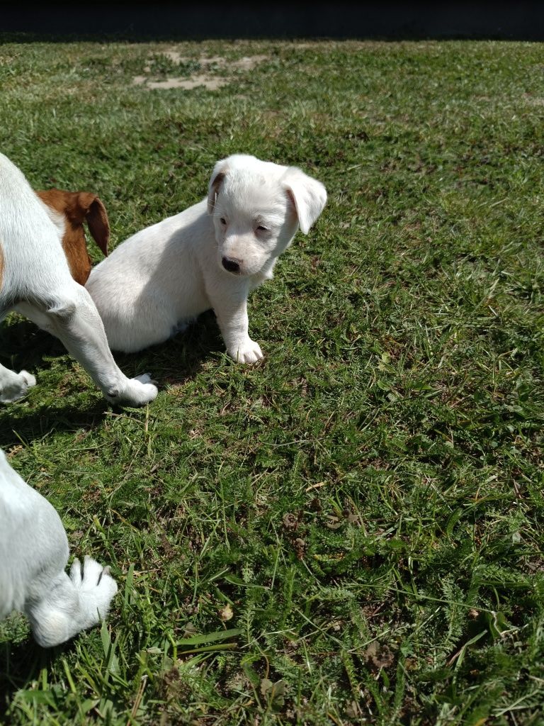 Jacek Russell Terrier