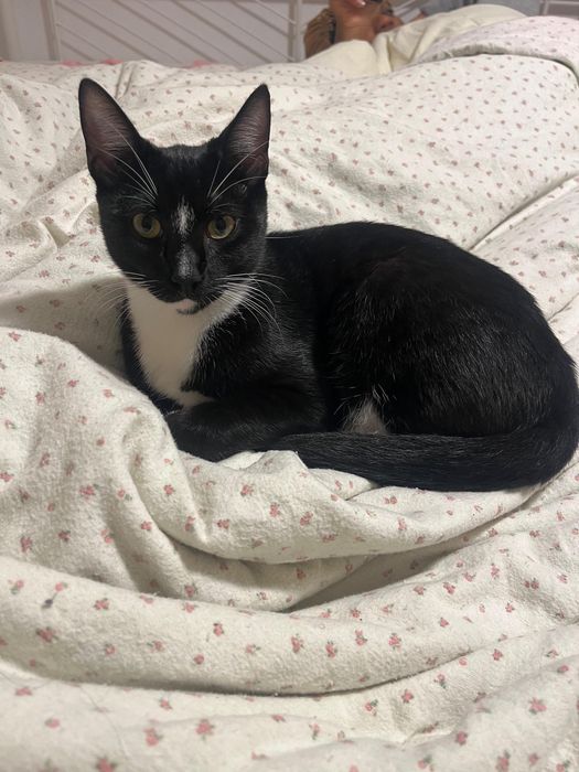 Gatinho de 6 meses para doar