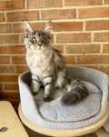 Honey Magnus*PL - kotka rasy Maine Coon szuka nowego domu :)