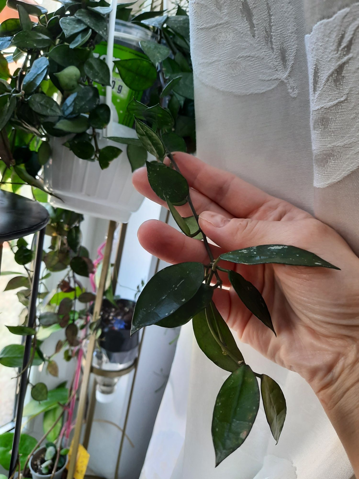 Hoya krohniana hoja cięta 20 cm hobby