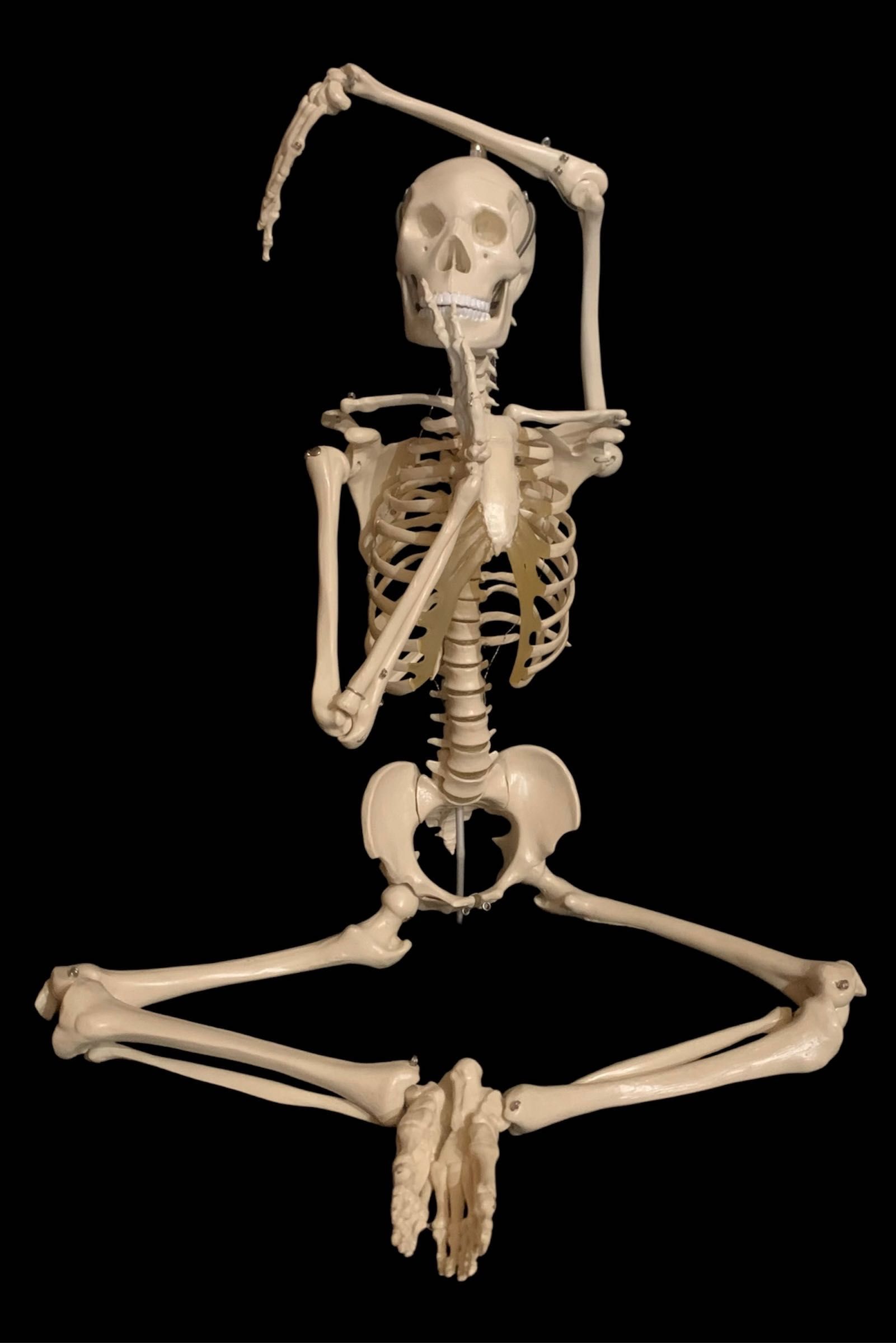 Скелет людини 65 см-анатомічна модель Rüdiger Anatomie/Denoyer, новий