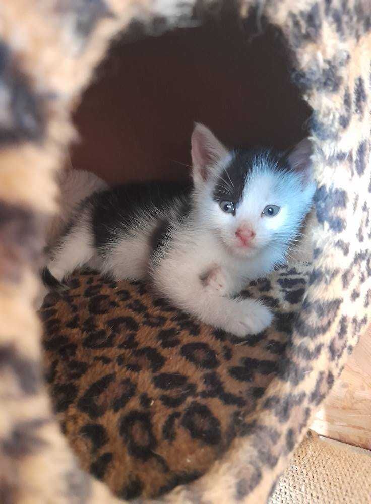 Do adopcji kociaki