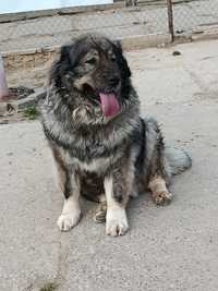 Pies w typie owczarka kaukaskiego -Vasyl do adopcji