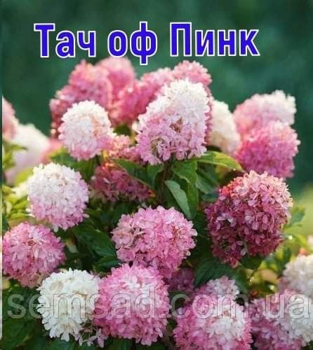 Гортензия-60грн.