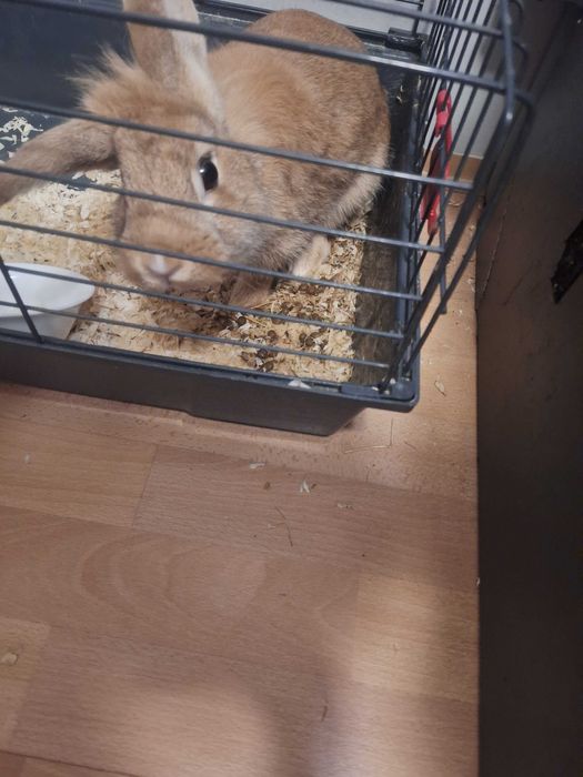 Oddam łagodnego królika za coś słodkiego dla dziecka ;)