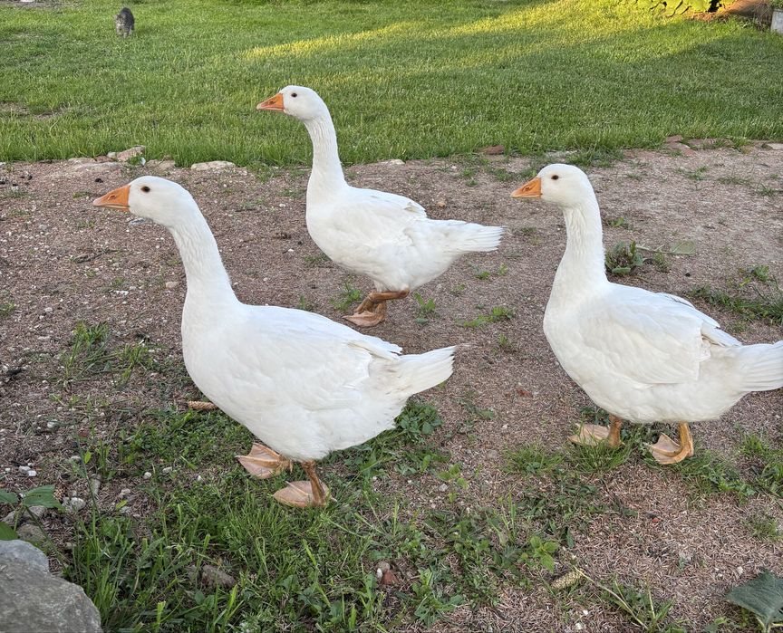 Oddam 3 gęsi