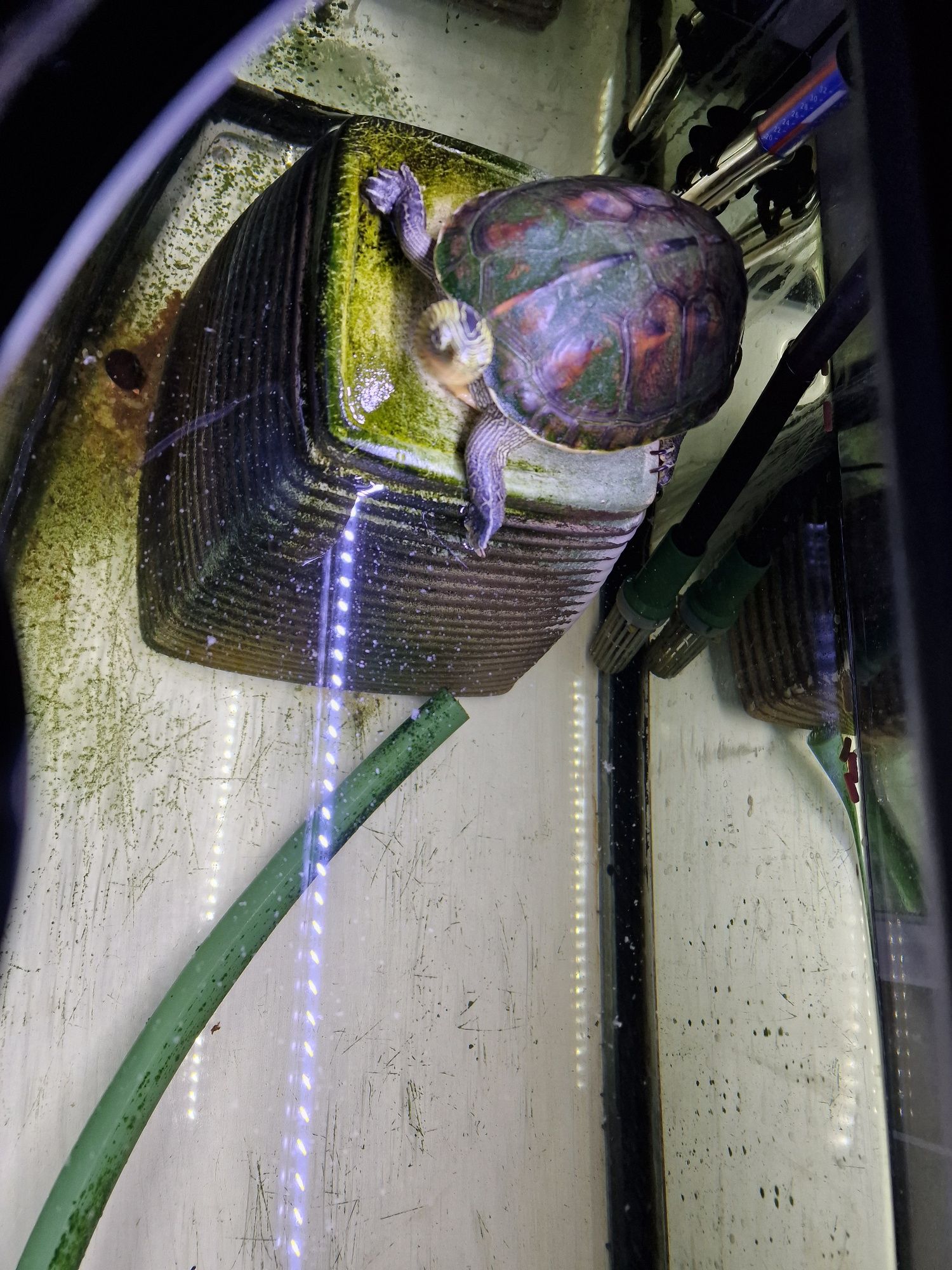 Akwarium diversa led 100l , eheim professional 4plus, żółw