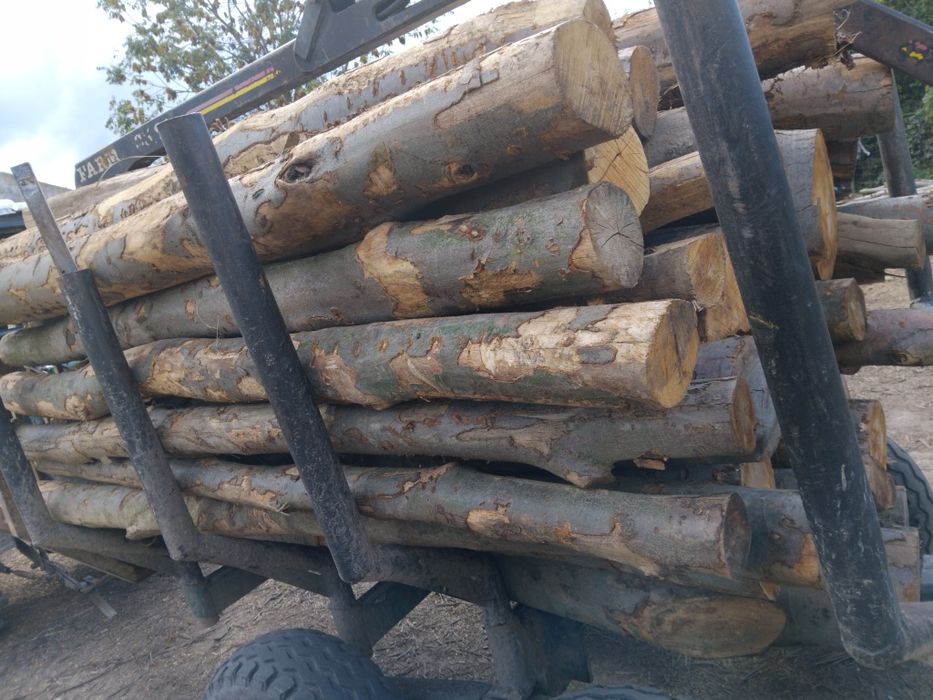 Drzewo opalowe i kominkowe