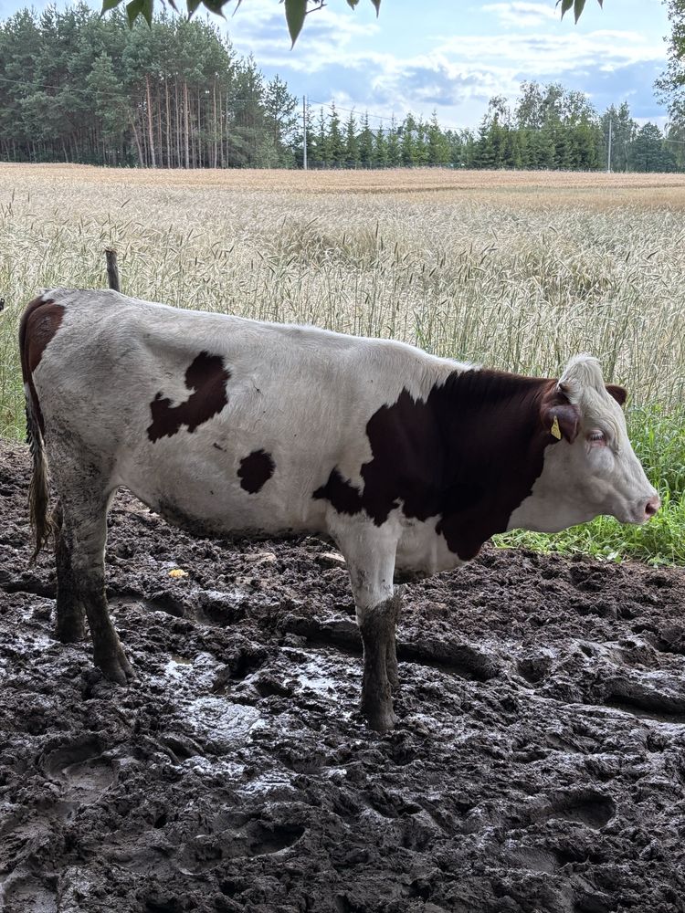 Jałowki hodowlane, 10 miesięczne