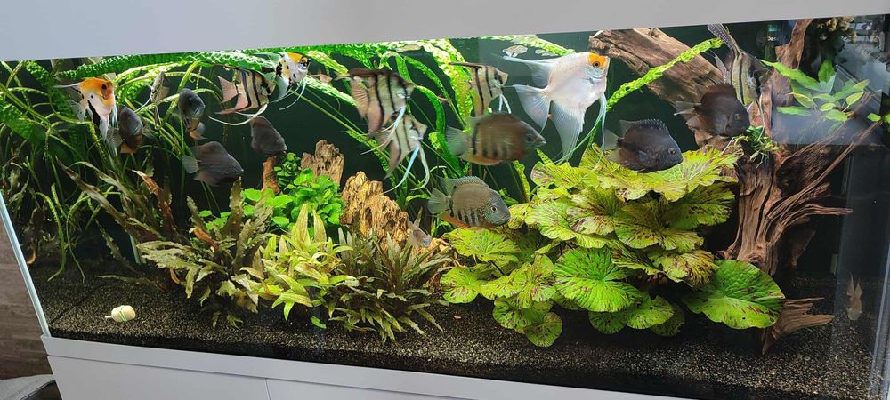 Akwarium Aquael Opti Set 240