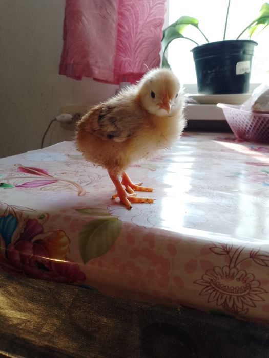 Продам домашніх тижневих курчат 35 грн. в м.Бахмач