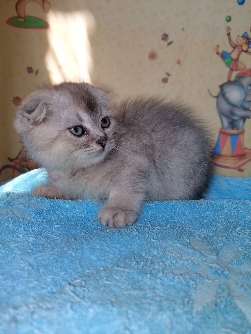 Шотландский вислоухий котёнок.