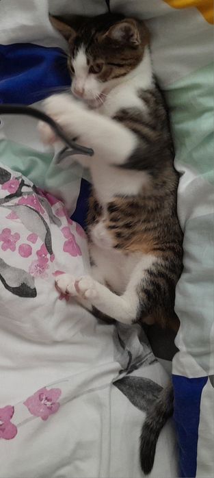 Kotek z przepukliną szuka kochającego domu