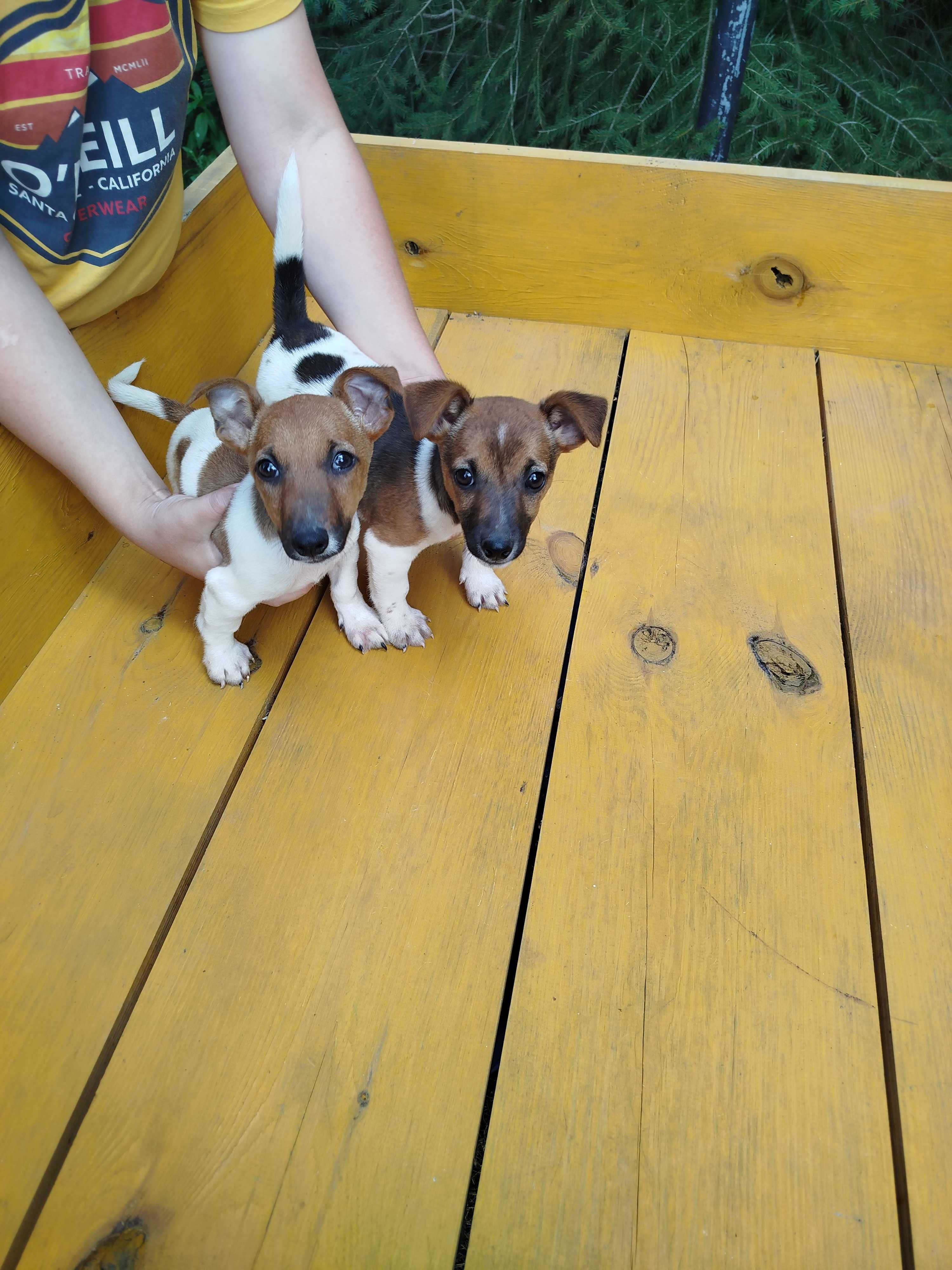 Jack Russell Terrier piesek tel.-5.7.5.3.0.2.0.3.9.