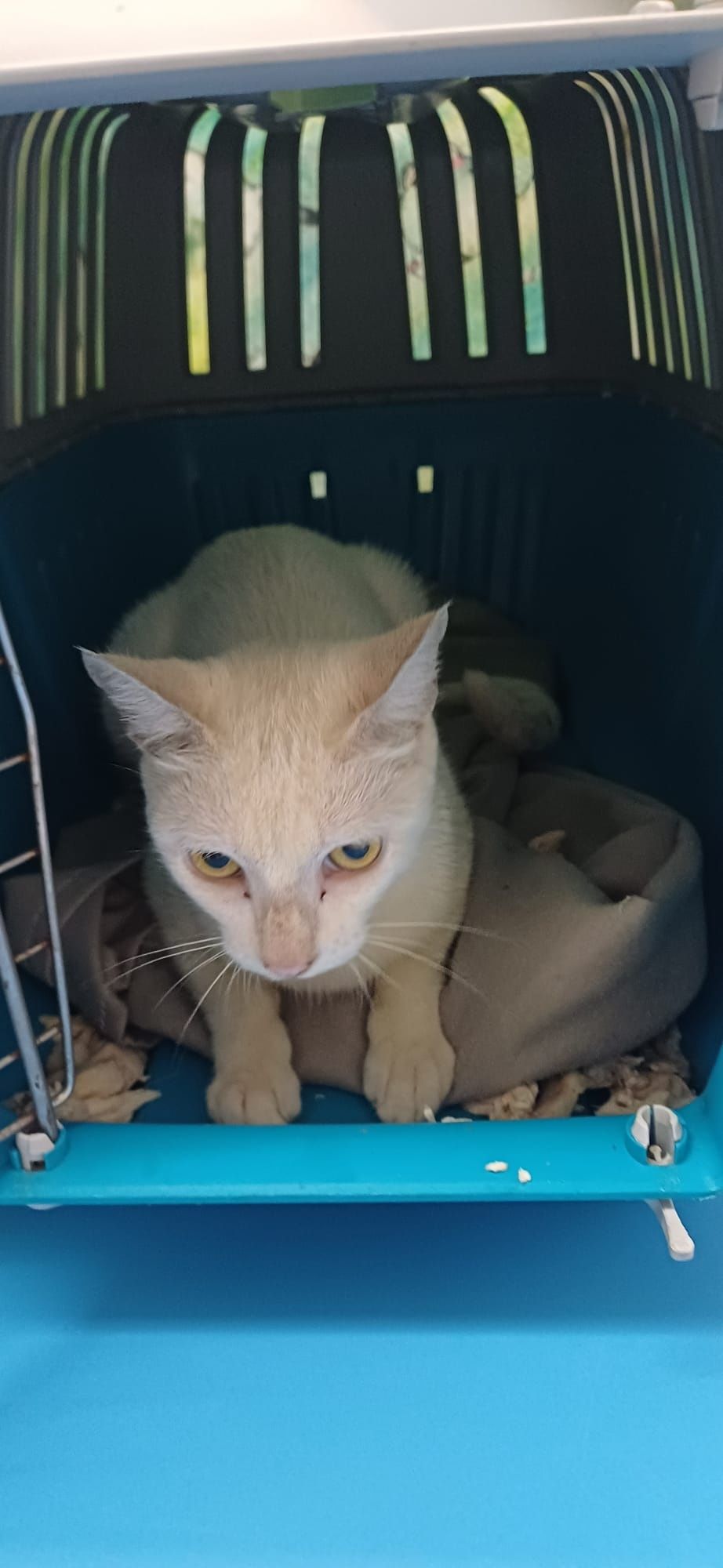 Gata branca 1 ano esterilizada muito meiga