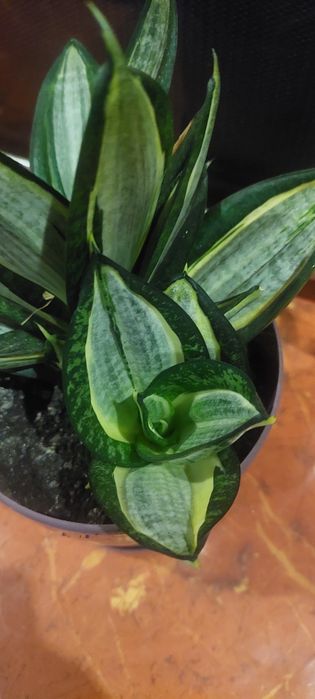 Сансевиери Вэнди,зебрина,солид ,филлипина,цунами,свирлз