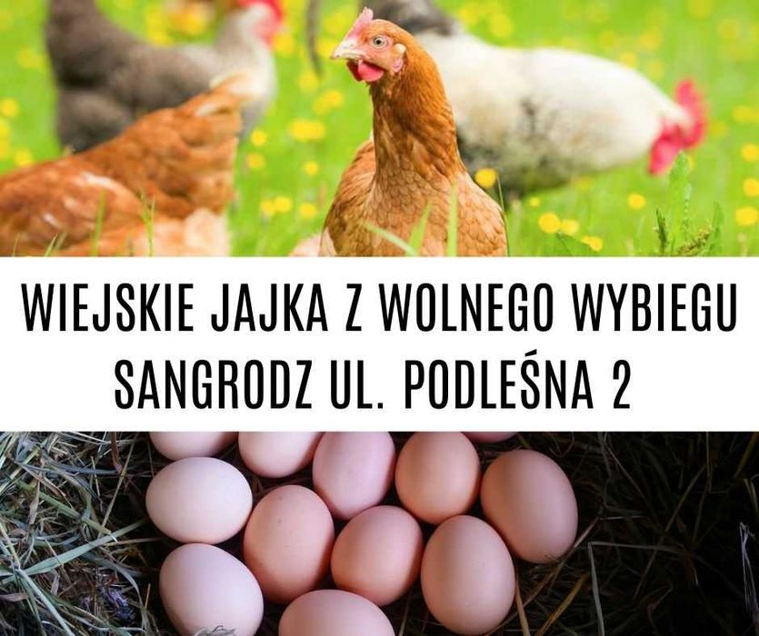 Jajka z wolnego wybiegu
