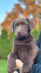 Labrador retriever czekoladowy szczeniak piesek