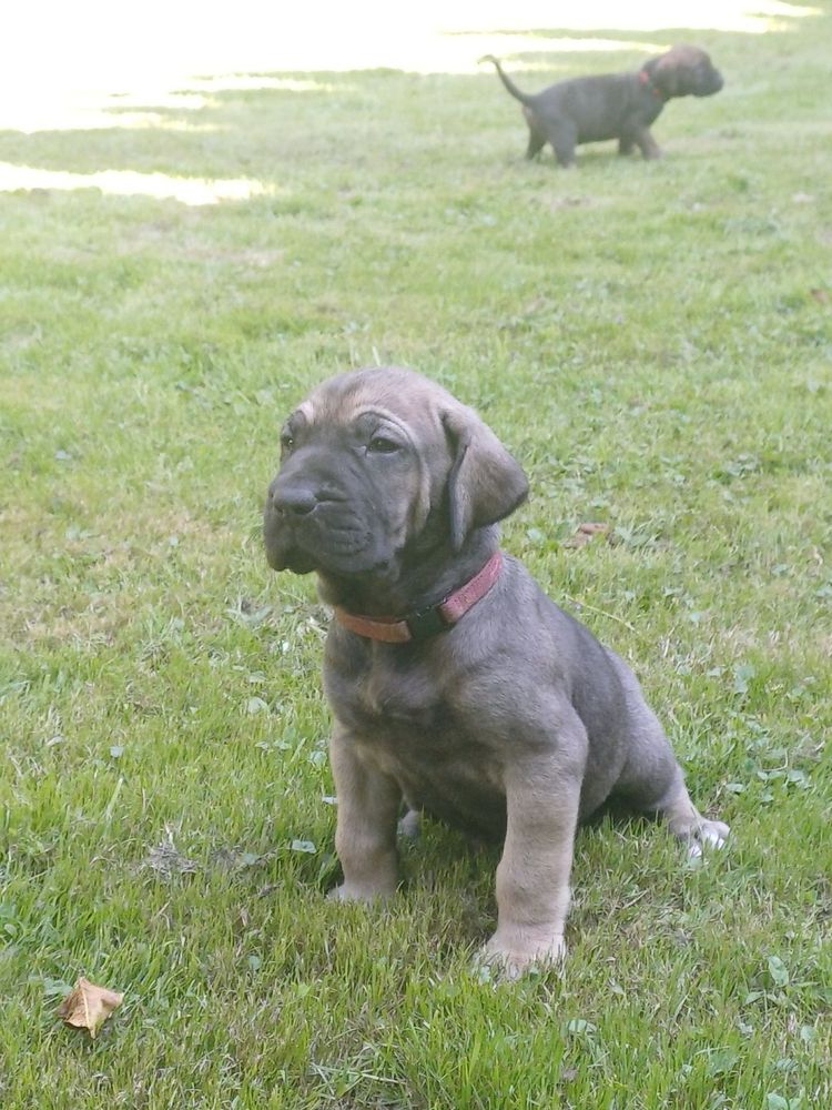Szczeniak Fila Brasileiro