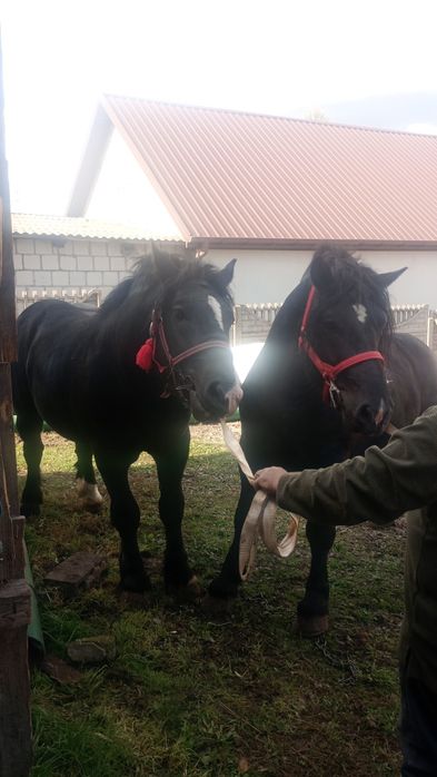 Koń konie para ogier  kary
