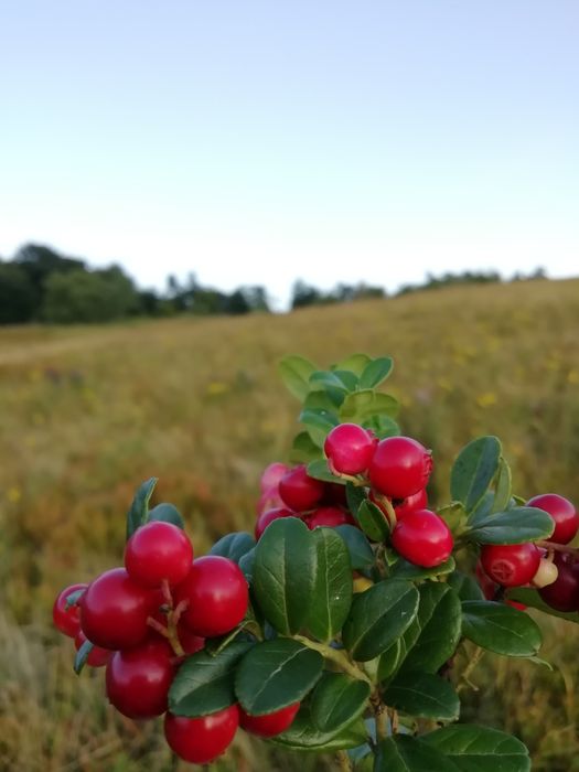 Брусниця сушена, карпатська (брусника)