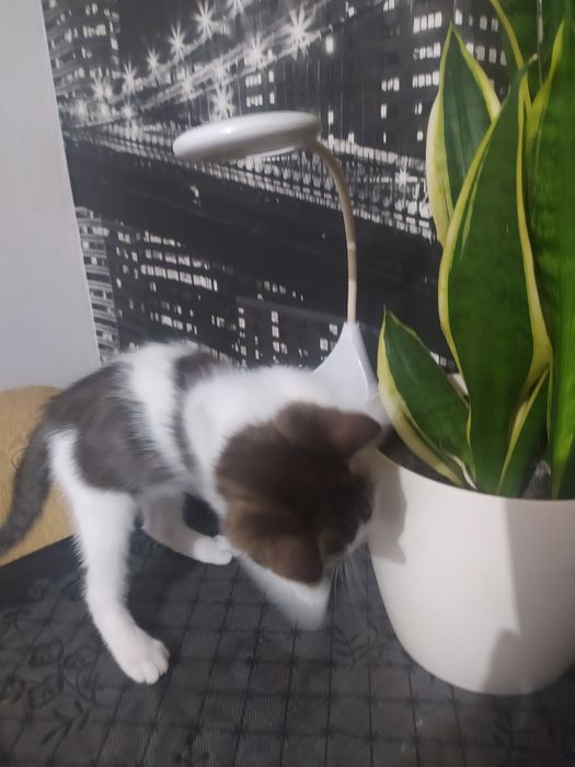 Oddam Maleńka Kotke