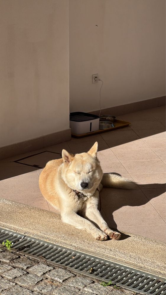 Caes Para adoção Akita Inu 3 anos