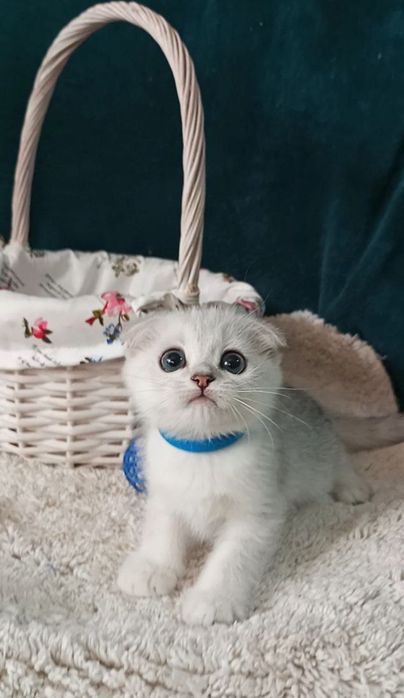 Котенок : Особистий сріблястий масажист .