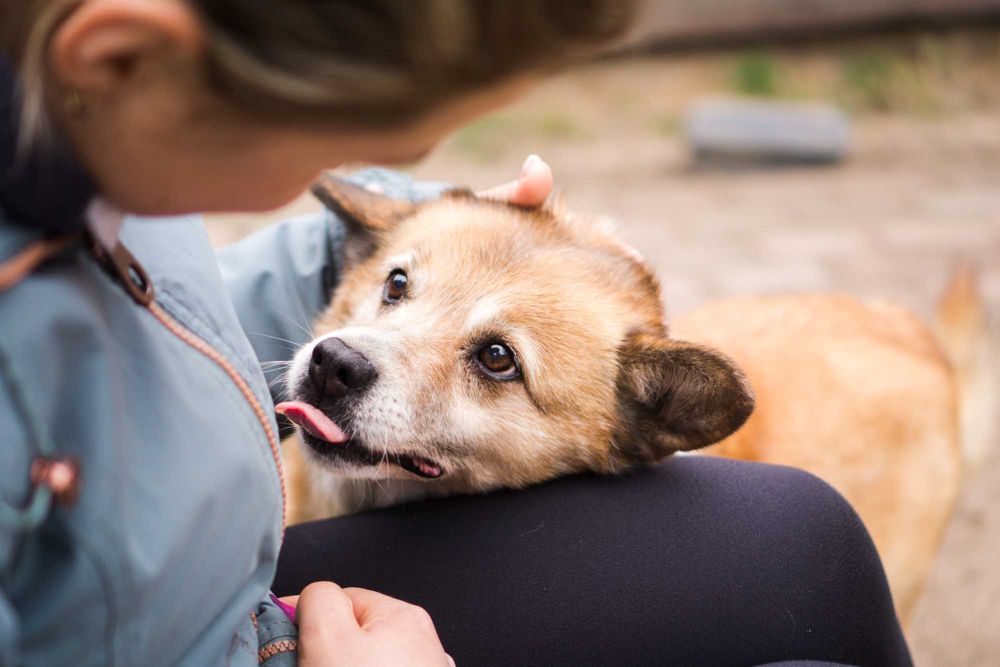 6 letni Bercik szuka domu!