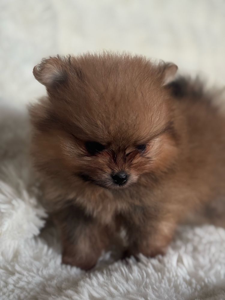 Szpic miniaturowy/Pomeranian - chłopiec