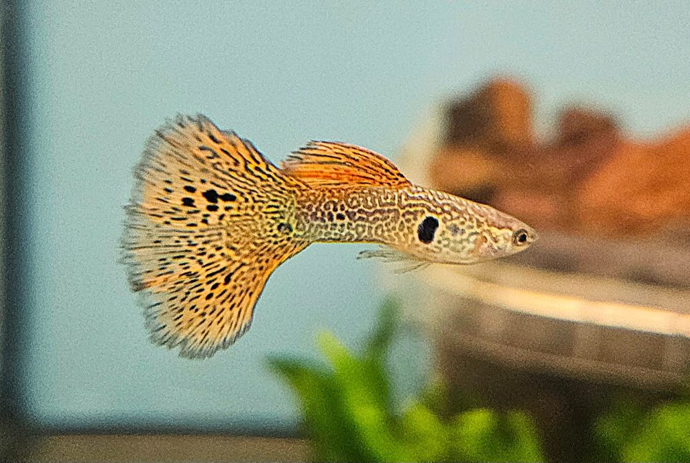 Gupik Filigran Kobra