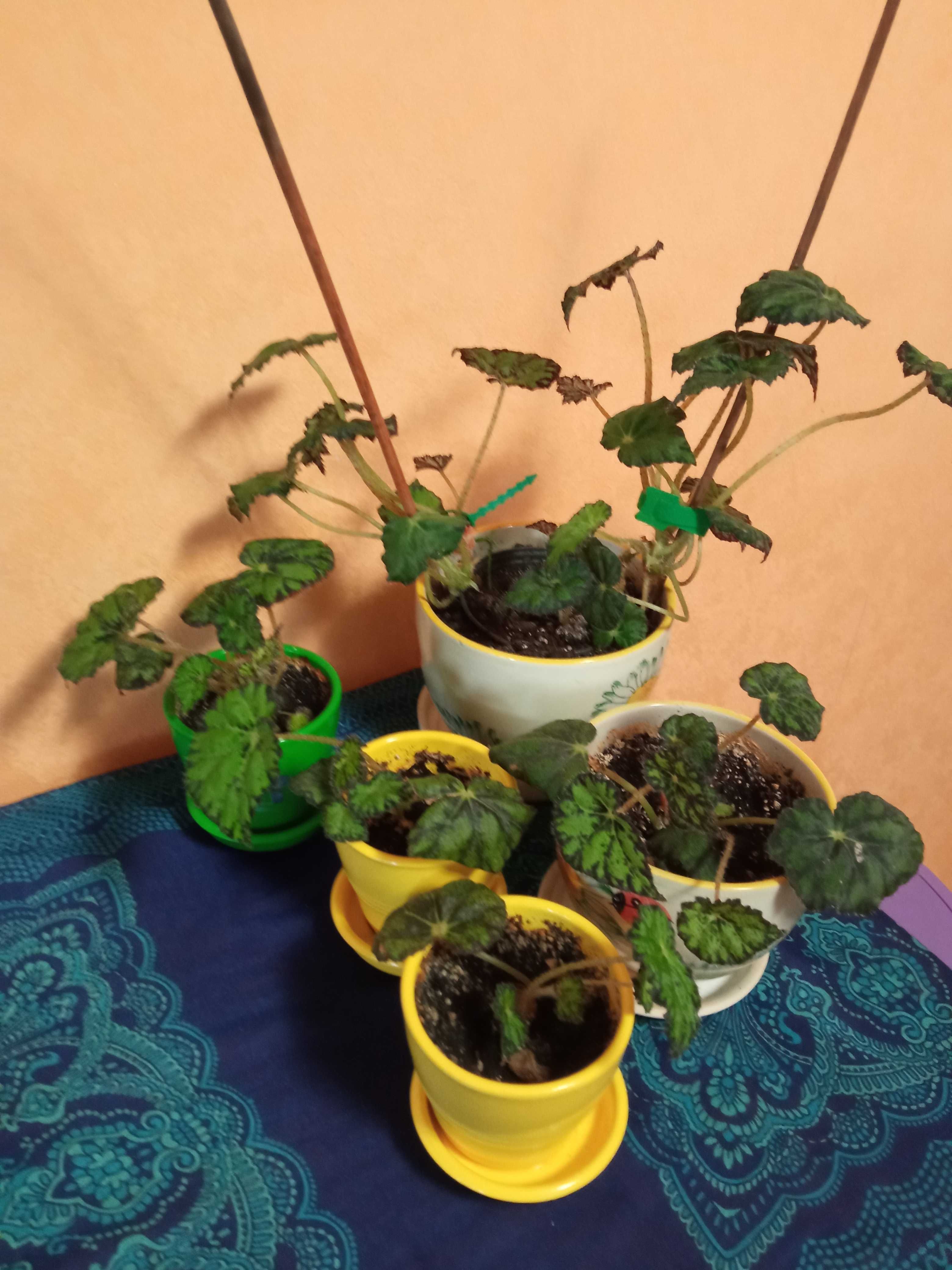 Продам кімнатні квіти